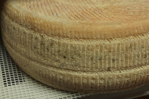 The Cheeseirys Pecorino