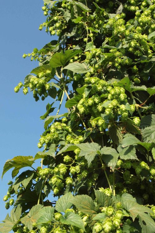 Crannog Hops